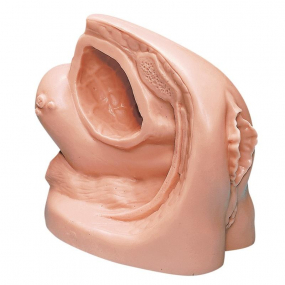 Katheterisierungsmodelle
