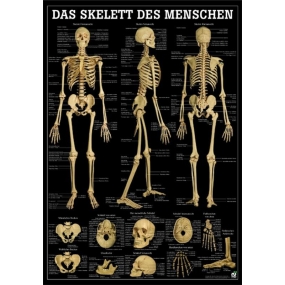 Anatomische Lehrtafeln