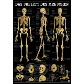 Anatomische Lehrtafeln