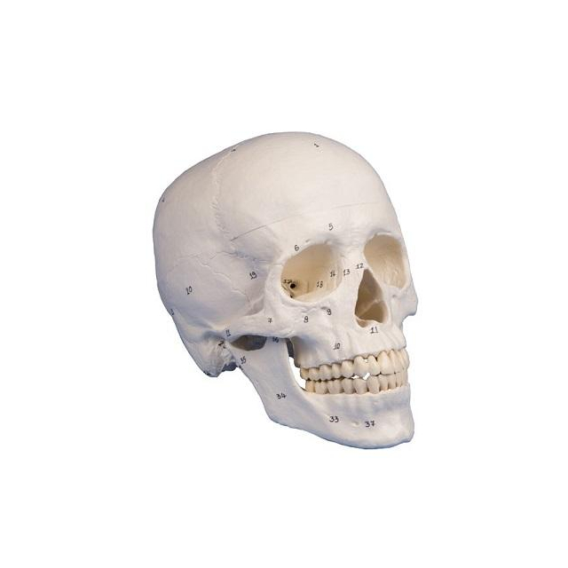 Schädelmodelle 3-teilig