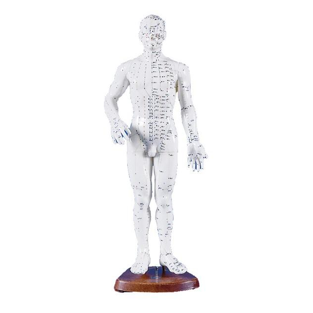 Chinesische Akupunkturfigur männlich 50 cm