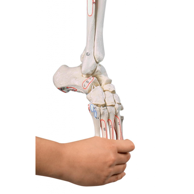 Beinskelett mit Beckenhälfte und flexiblem Fuß
