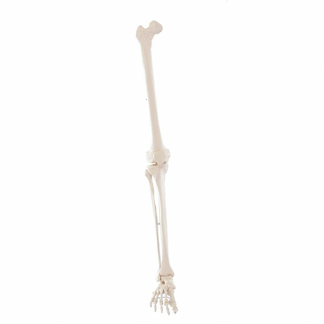 Beinskelett zerlegbar