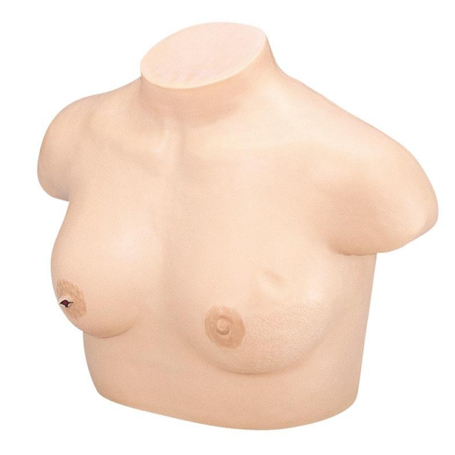 Brustkrebs-Tastmodelle
