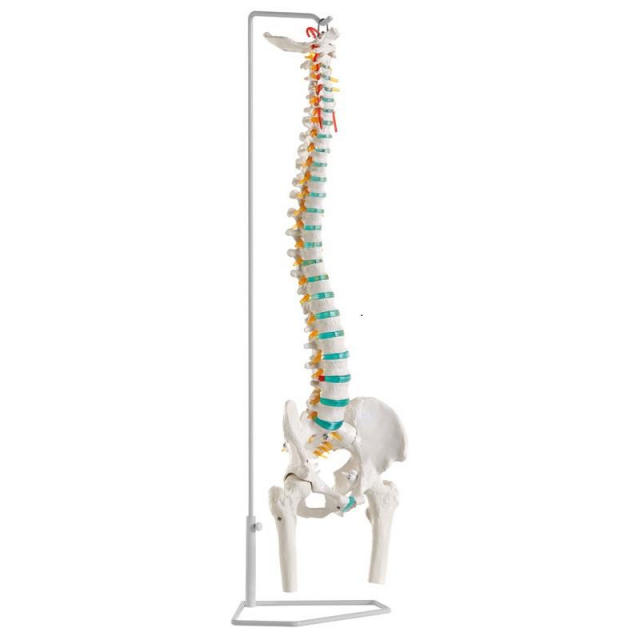 Flexible Wirbelsäule mit Oberschenkelstümpfen