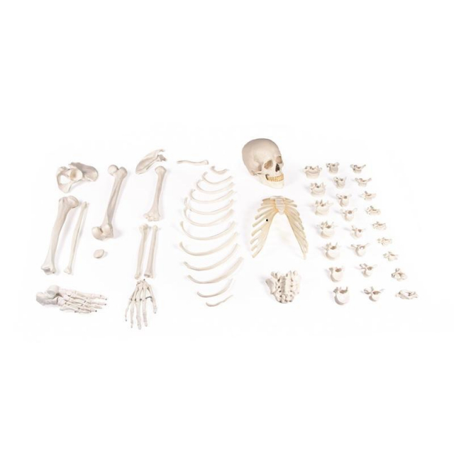 Halbskelett unmontiert (Knochensammlung)