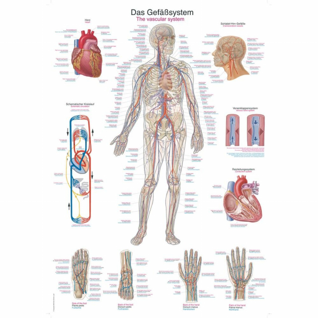Anatomische Lehrtafeln Mensch
