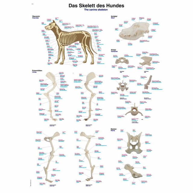 Anatomische Lehrtafeln Tier