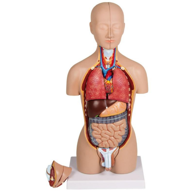 Miniaturtorso 16-teilig zweigeschlechtig
