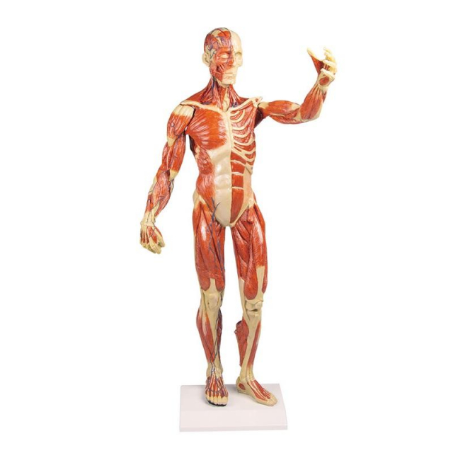 Muskelfigur 1/3, natürliche Größe
