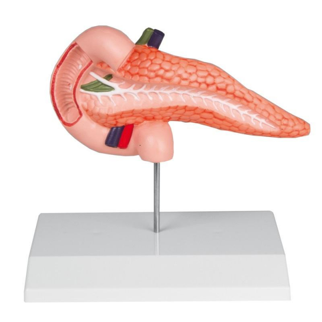 Pankreas Duodenum