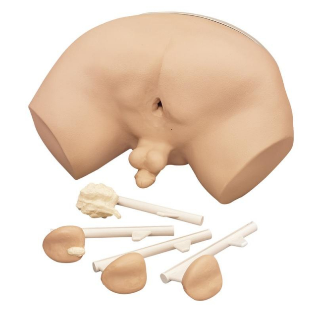 Prostatauntersuchungs-Simulator