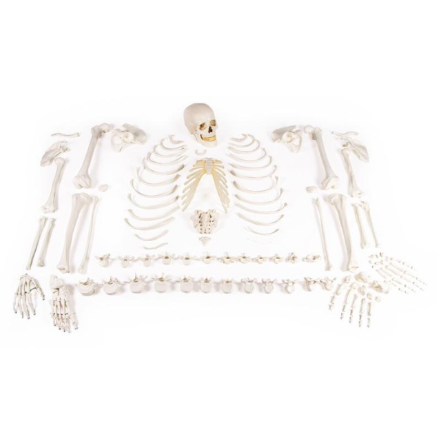 Skelett unmontiert (Knochensammlung)
