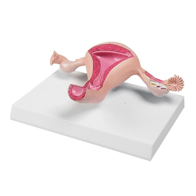 Uterusmodell auf abnehmbarem Stativ