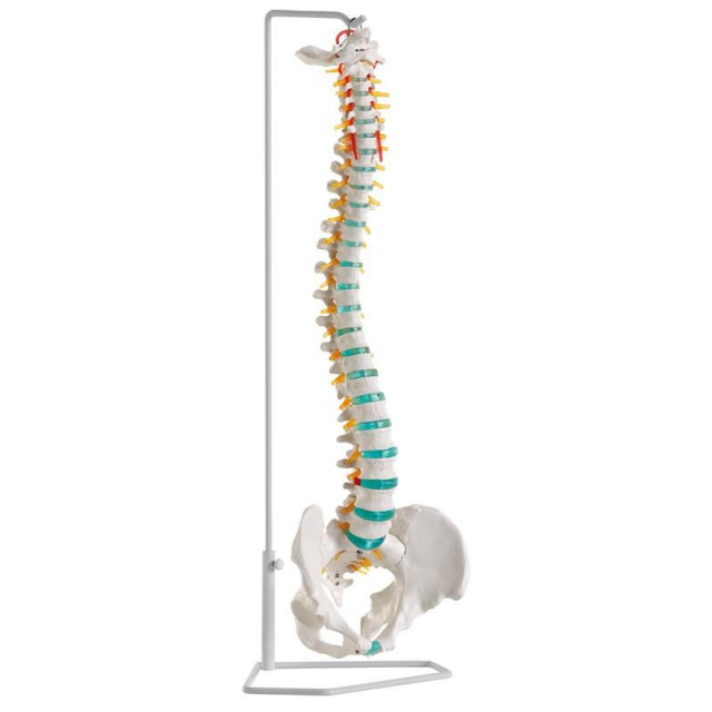 Flexible Wirbelsäule mit Stativ anatomisches Lehrmodell