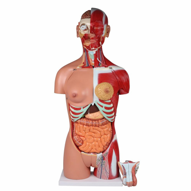 Torso zweigeschlechtlich 28-teilig
