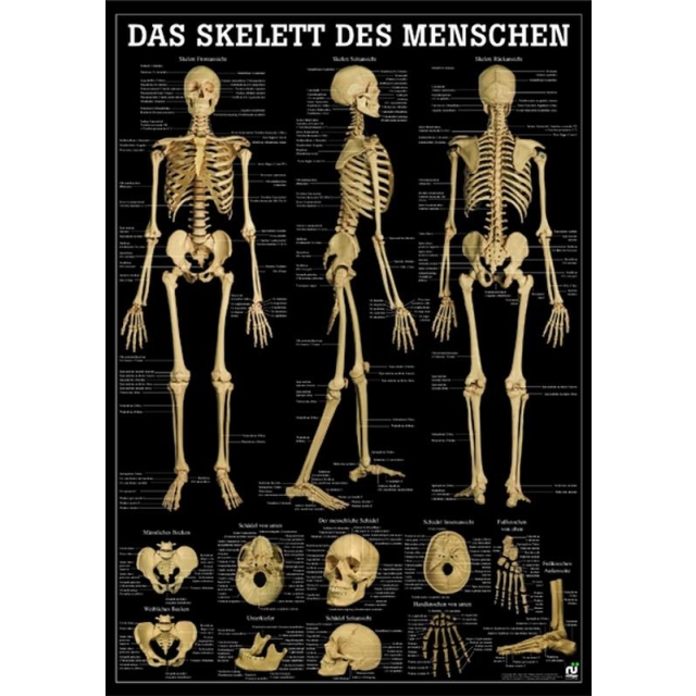 Anatomische Lehrtafeln